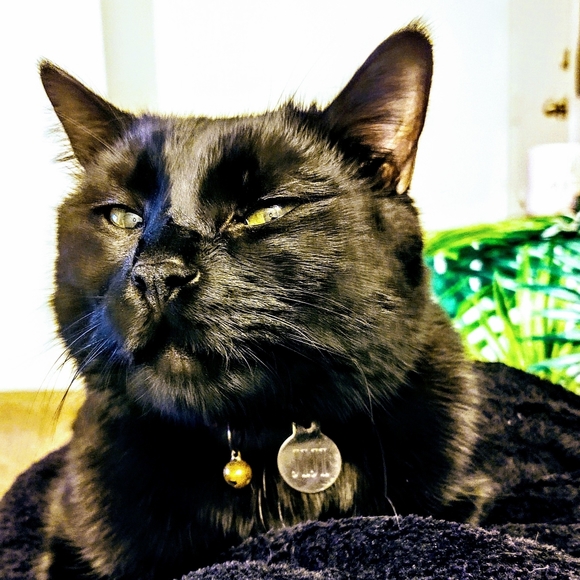 Meet your Posher, Katie - Picture 4 of 4